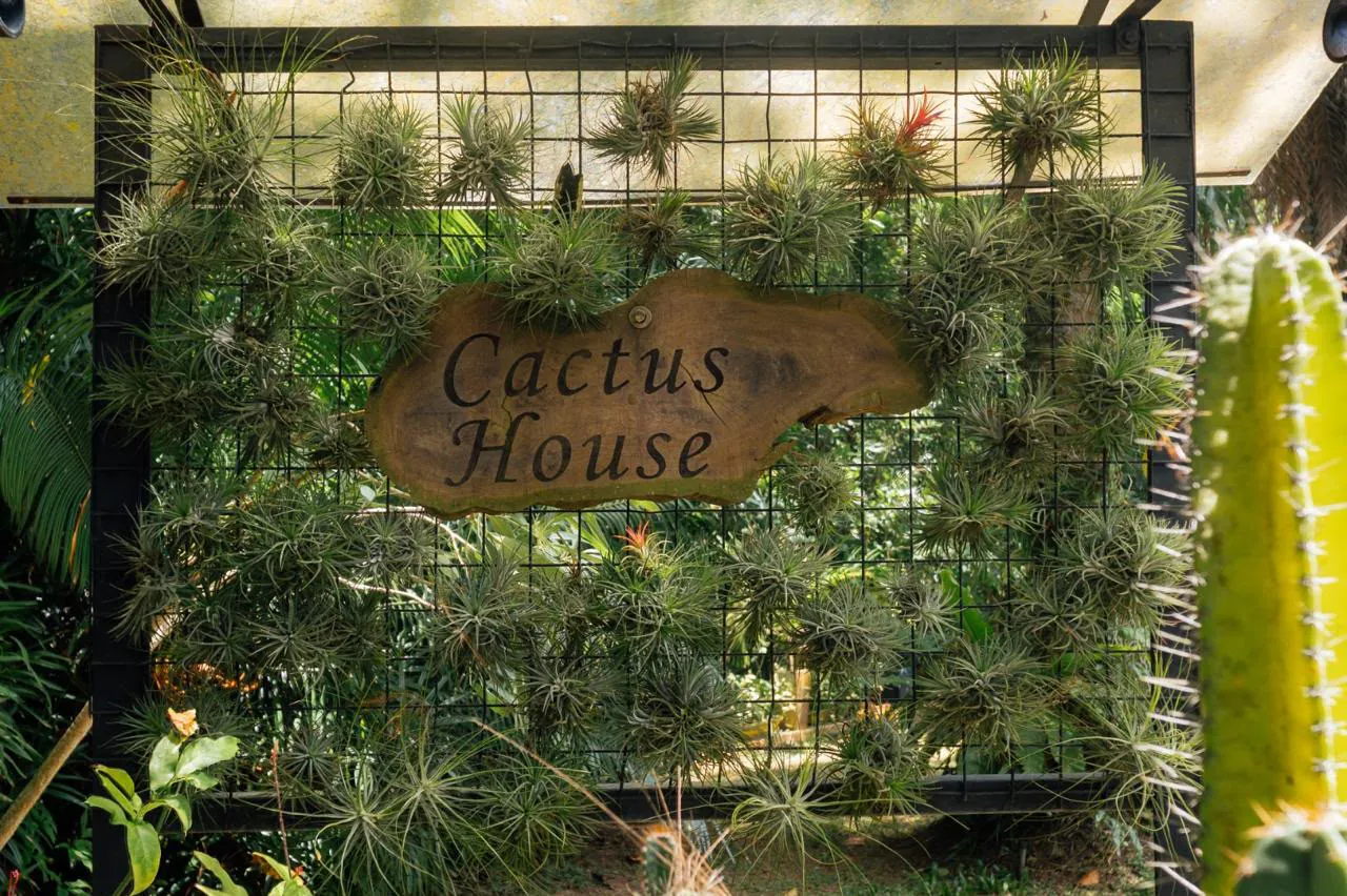 Cactus House